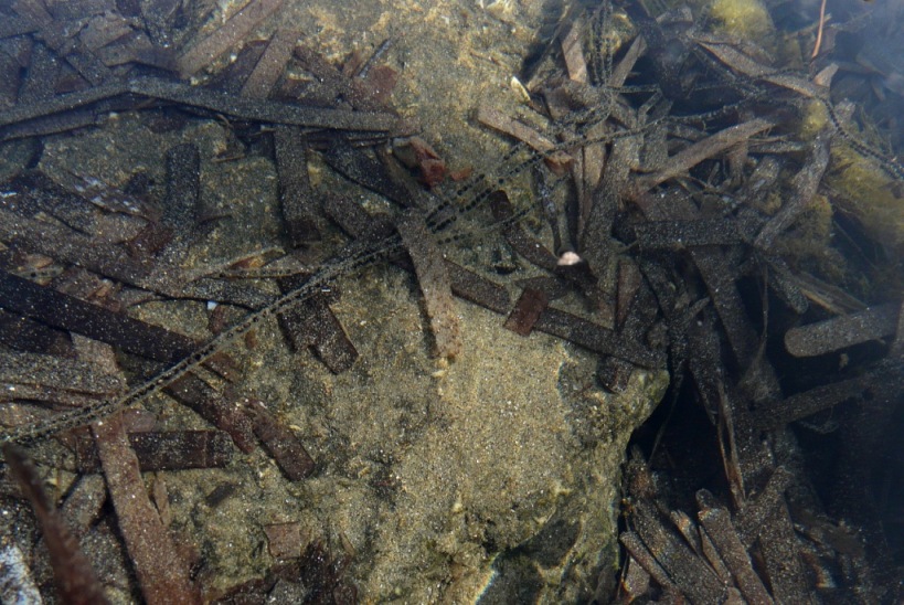 Rio Salivoli (Piombino) - rospi smeraldini in citt!